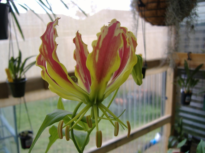 GL - GLORIOSA LILY