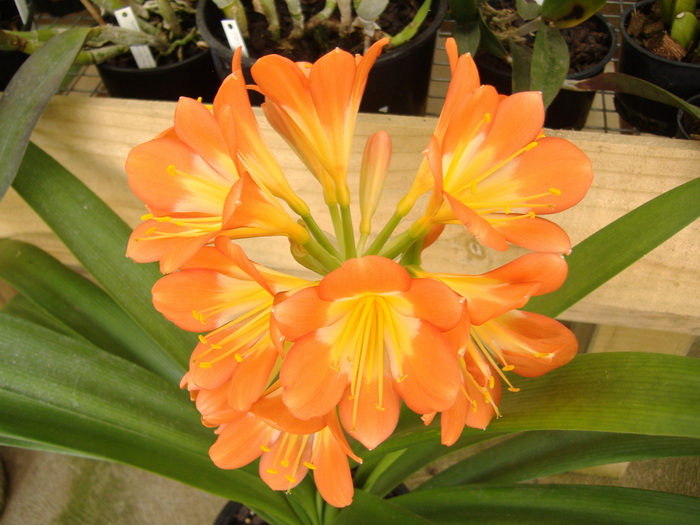 clivia; 4.10.10
