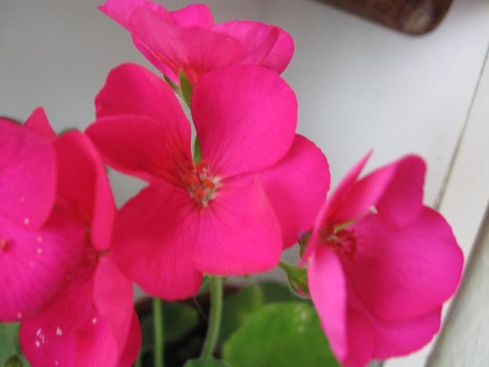 detaliu muscata siclam