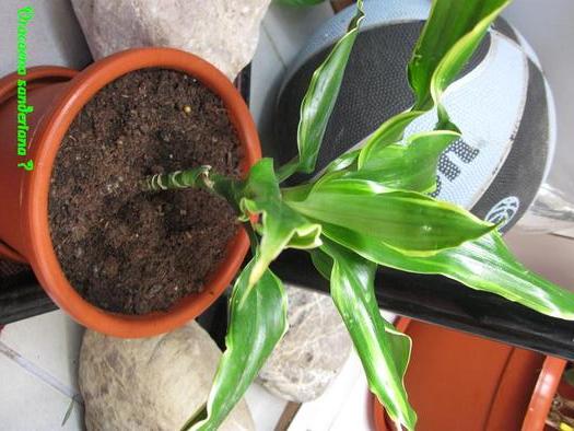 dracaena sanderiana - octombrie 2010