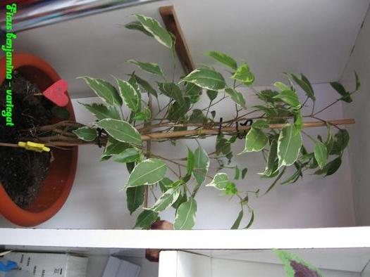 Ficus benjamina - octombrie 2010