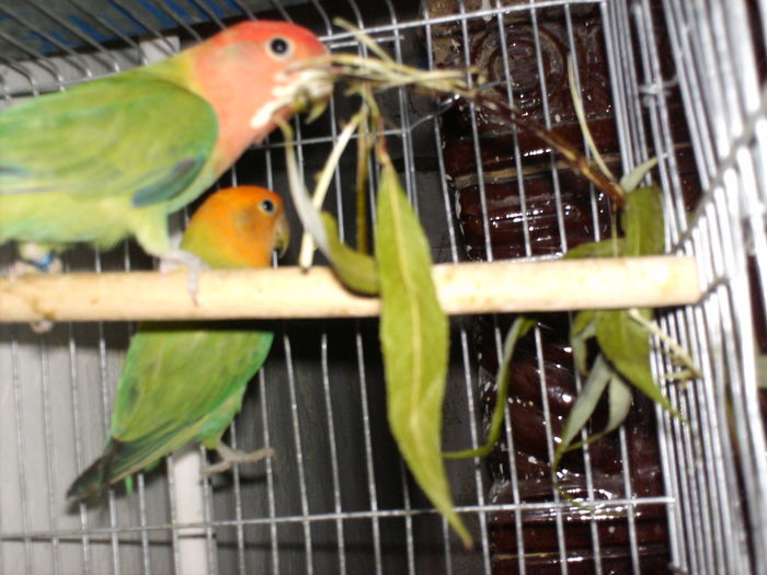 opalin masca rosie si portocalie