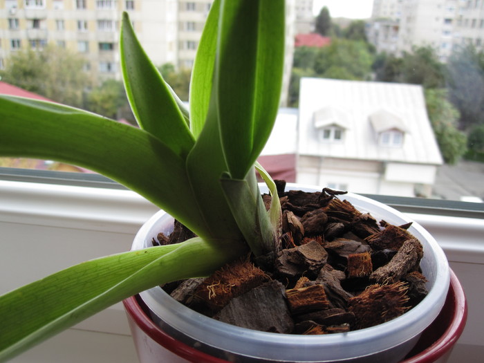 04.10.10 - Paphiopedilum