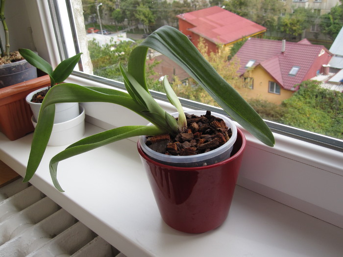 04.10.10 - Paphiopedilum