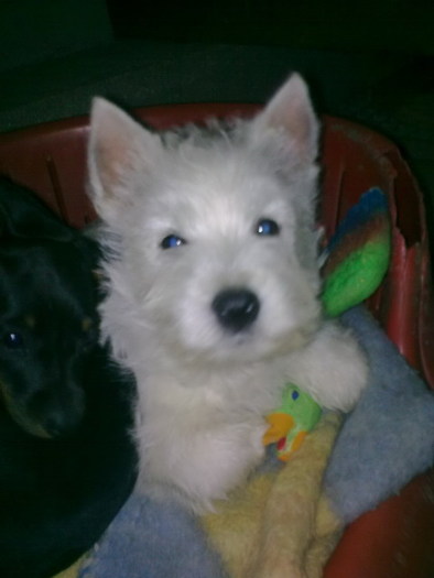 Riko - West highland white terrier-Cezar