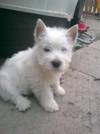  - West highland white terrier-Cezar