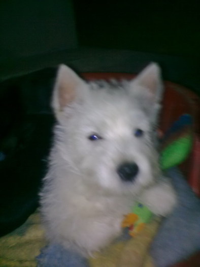  - West highland white terrier-Cezar