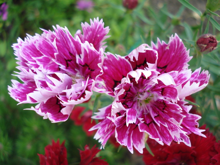 Dianthus Chabaud (2010, June 28) - Dianthus Chabaud