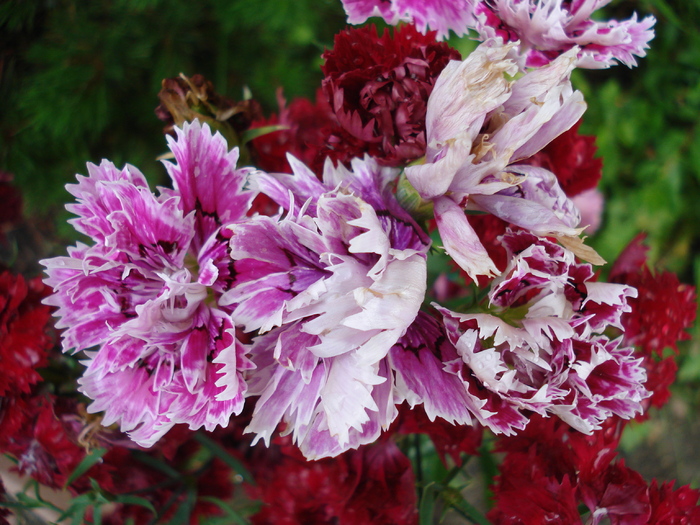 Dianthus Chabaud (2010, July 04) - Dianthus Chabaud