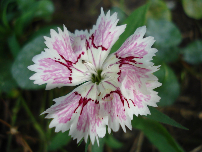 Dianthus chinensis (2010, August 07)