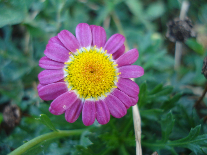 Daisy Madeira Red (2010, August 24) - Argyranthemum Madeira Red