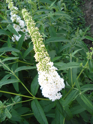 Buddleja White Profusion 02jul2010