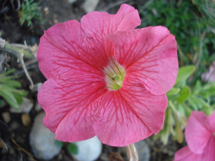 Pink Petunia (2010, August 28)