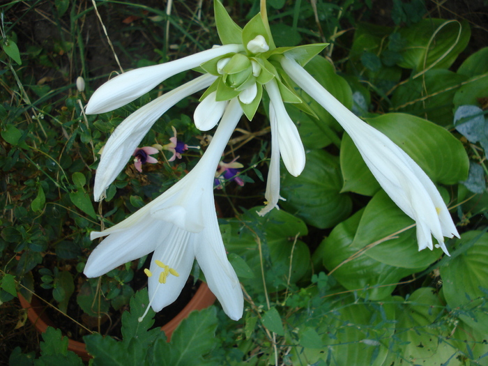 Hosta_Plantain Lily (2010, August 24) - LILY Plantain Lily Hosta