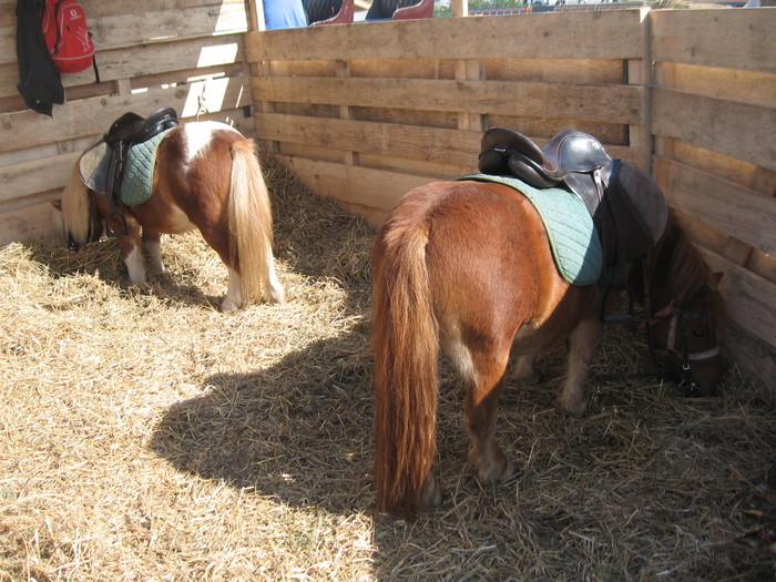 Targ de toamna Constanta 2010 - Caii