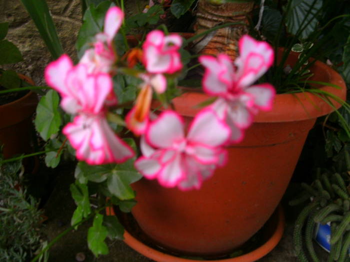 PICT1808 - Gradina 2010