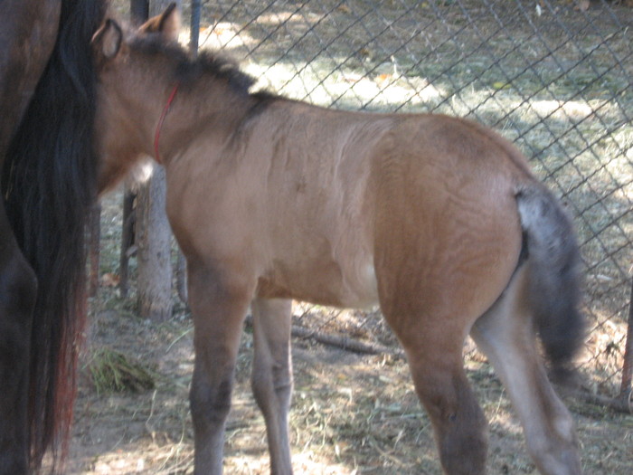 Microdelta Constanta 2010 - Caii