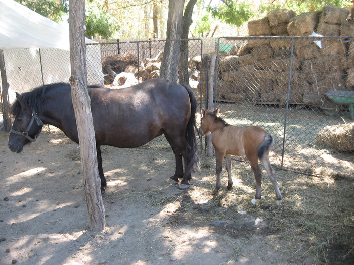 Microdelta Constanta 2010 - Caii