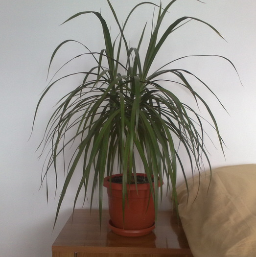 Dracaena marginata - FLORILE MELE DRAGI