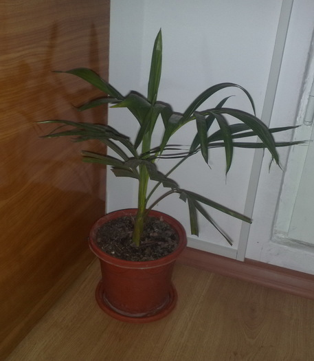 arecca - FLORILE MELE DRAGI