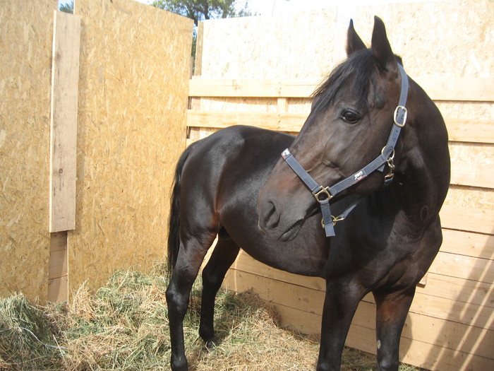 IMG_7053 - Targ de toamna Constanta 2010