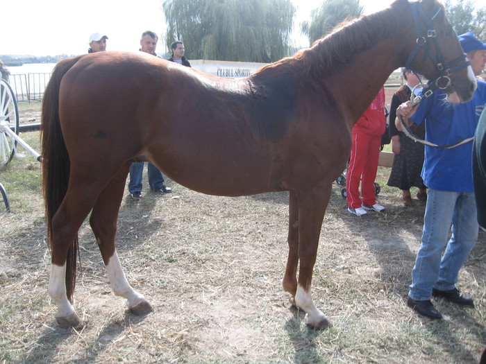 IMG_7055 - Targ de toamna Constanta 2010