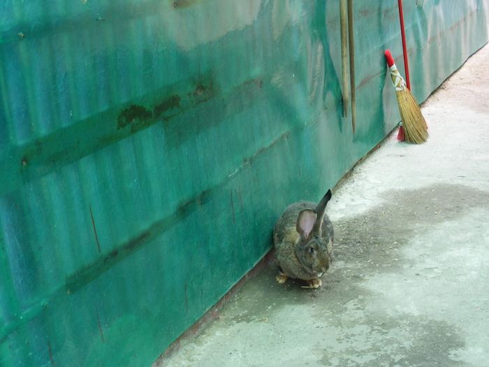 DSCF2019 - Mica mea crescatorie