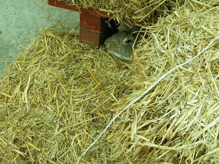 DSCF2020 - Mica mea crescatorie