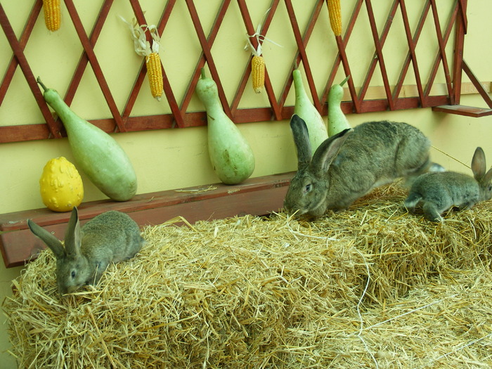 DSCF2021 - Mica mea crescatorie