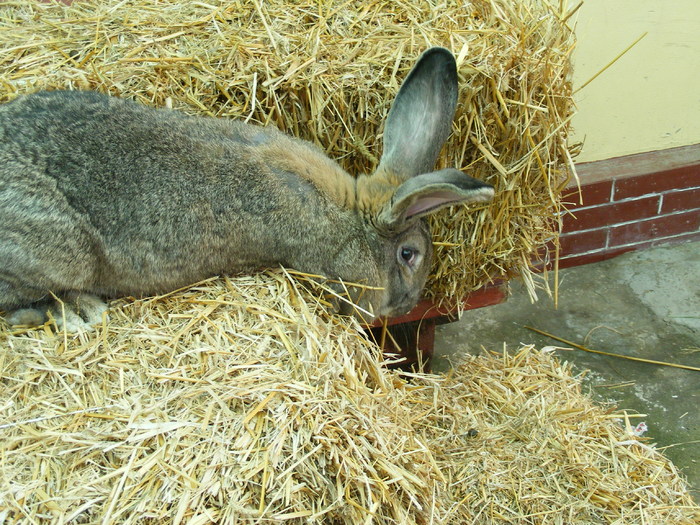 DSCF2023 - Mica mea crescatorie