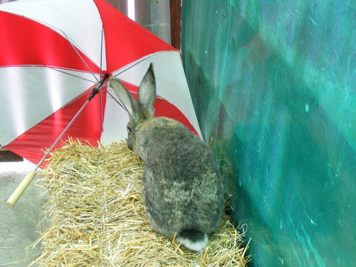 DSCF2025 - Mica mea crescatorie