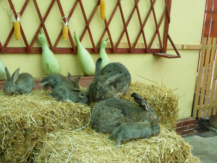 DSCF2027 - Mica mea crescatorie