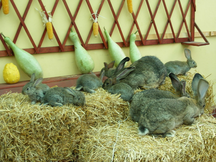 DSCF2028 - Mica mea crescatorie