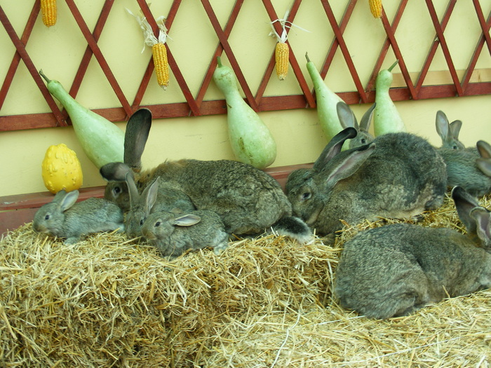 DSCF2029 - Mica mea crescatorie