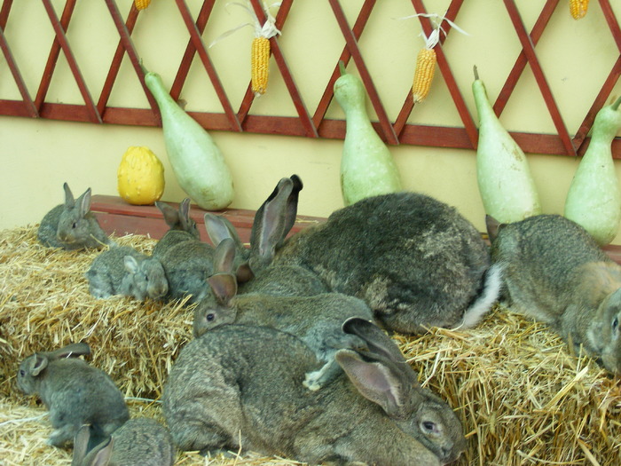 DSCF2030 - Mica mea crescatorie