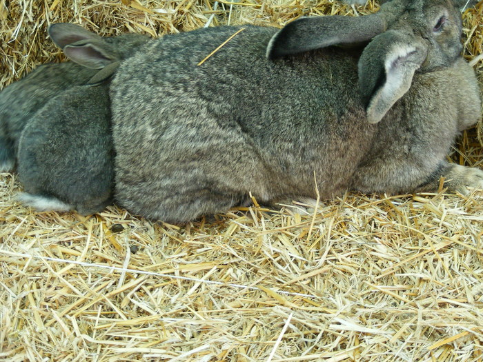 DSCF2032 - Mica mea crescatorie