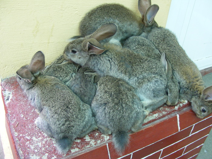 DSCF2041 - Mica mea crescatorie