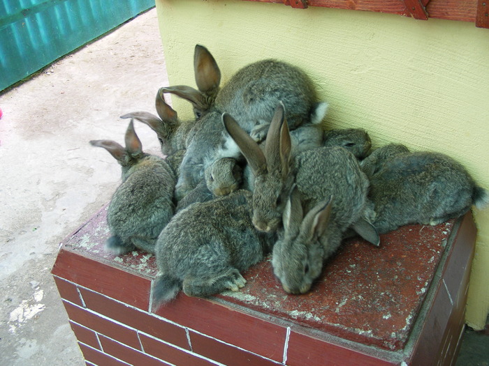 DSCF2042 - Mica mea crescatorie