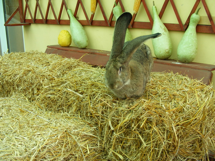 DSCF2045 - Mica mea crescatorie