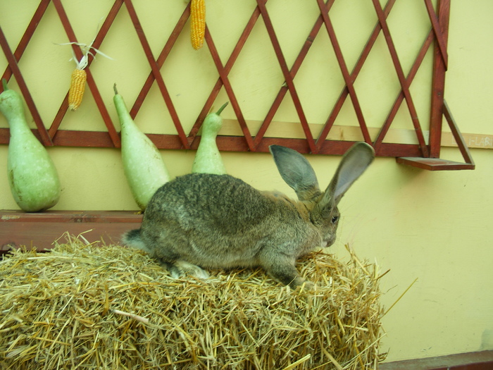 DSCF2046 - Mica mea crescatorie