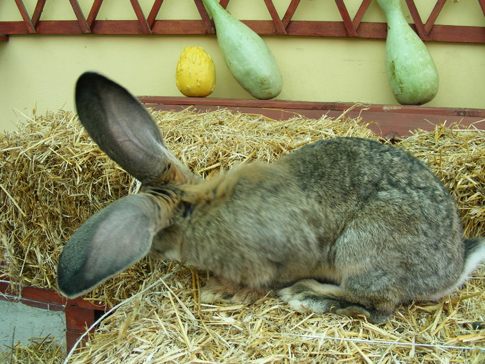 DSCF2051 - Mica mea crescatorie