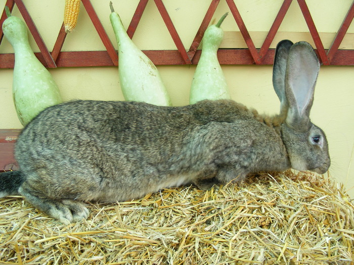 DSCF2058 - Mica mea crescatorie