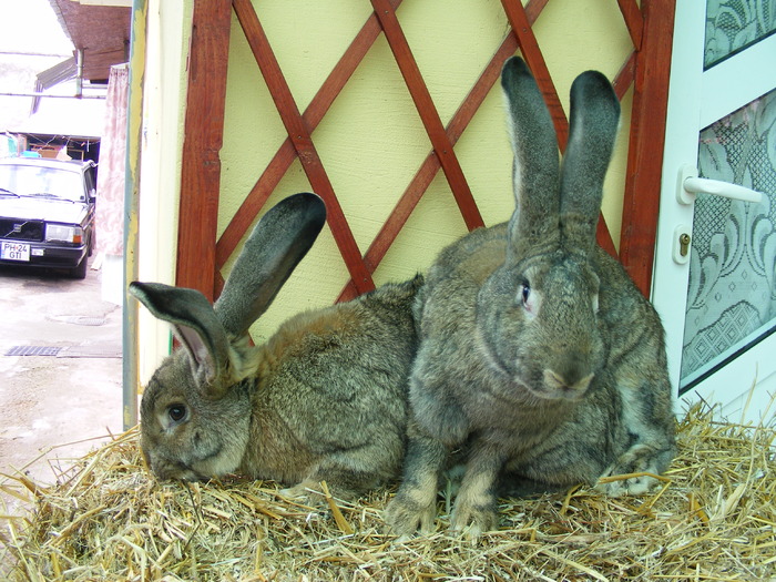 DSCF2071 - Mica mea crescatorie