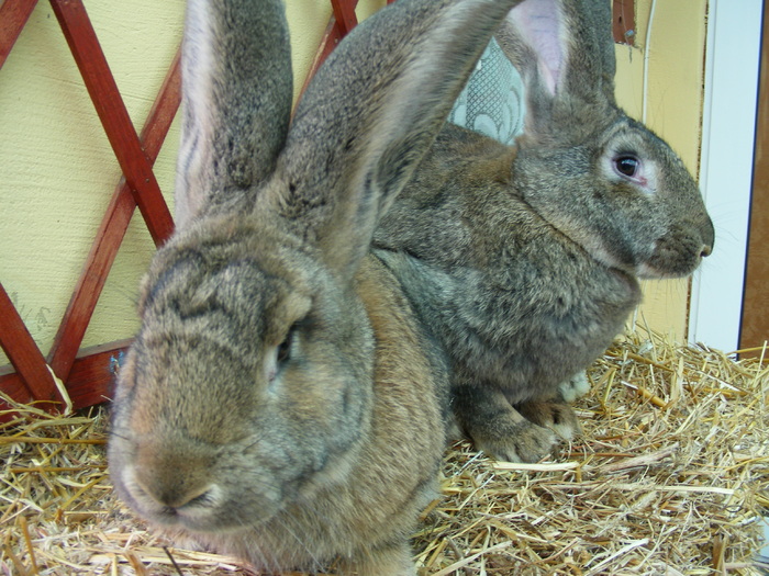 DSCF2073 - Mica mea crescatorie