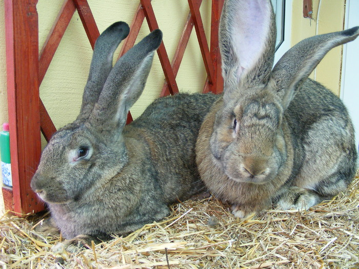 DSCF2078 - Mica mea crescatorie