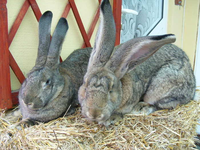 DSCF2079 - Mica mea crescatorie