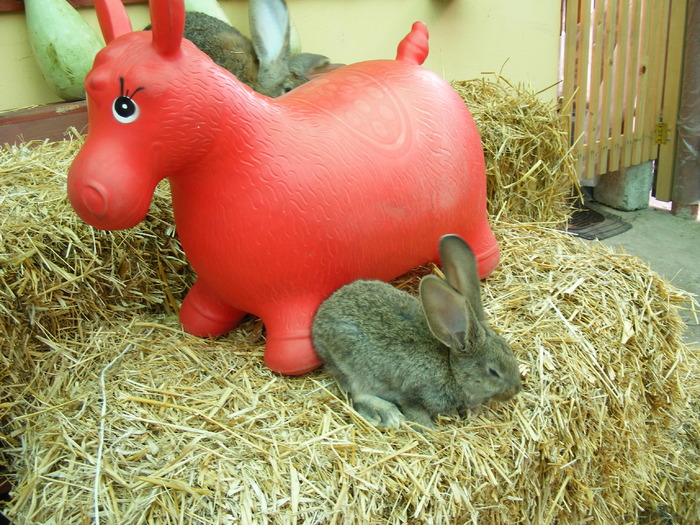 DSCF2084 - Mica mea crescatorie