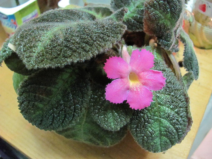 episcia - Episcia