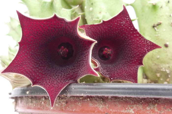  - Huernia keniensis