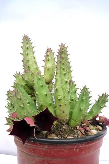  - Huernia keniensis